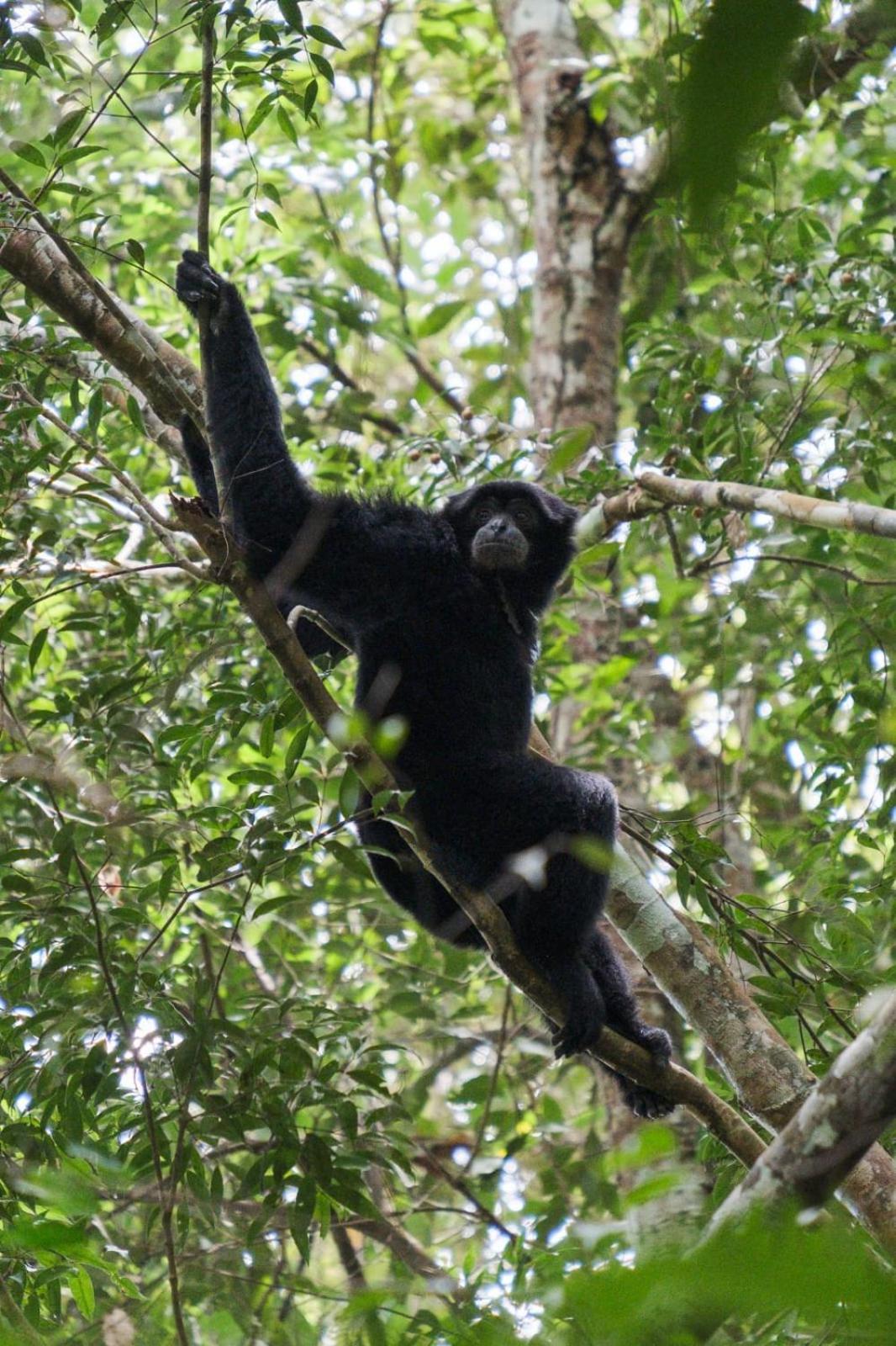 Magpie Homestay & Jungle Trekking Especially For Guest Trekking With Us Bukit Lawang Kültér fotó