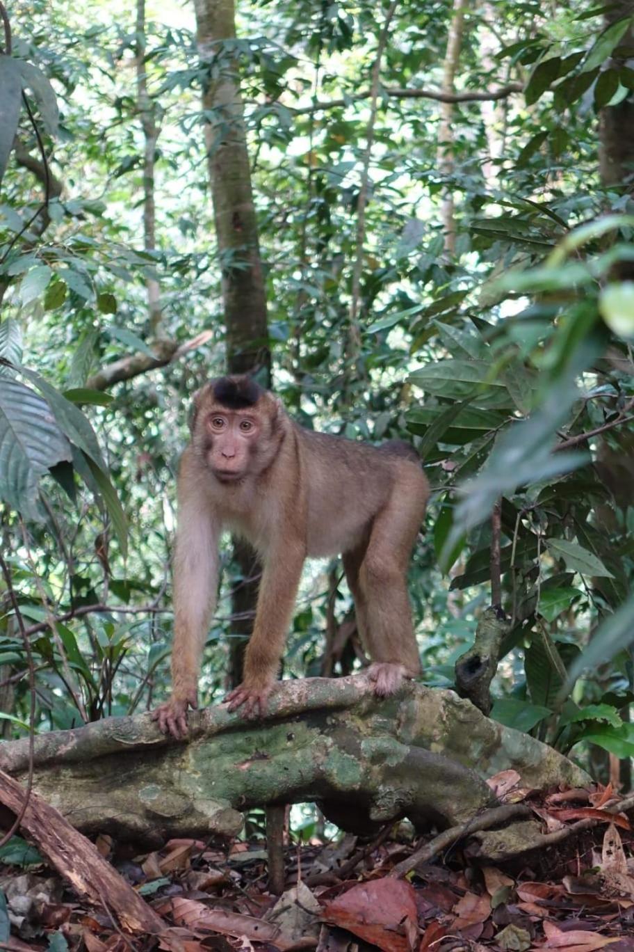 Magpie Homestay & Jungle Trekking Especially For Guest Trekking With Us Bukit Lawang Szoba fotó