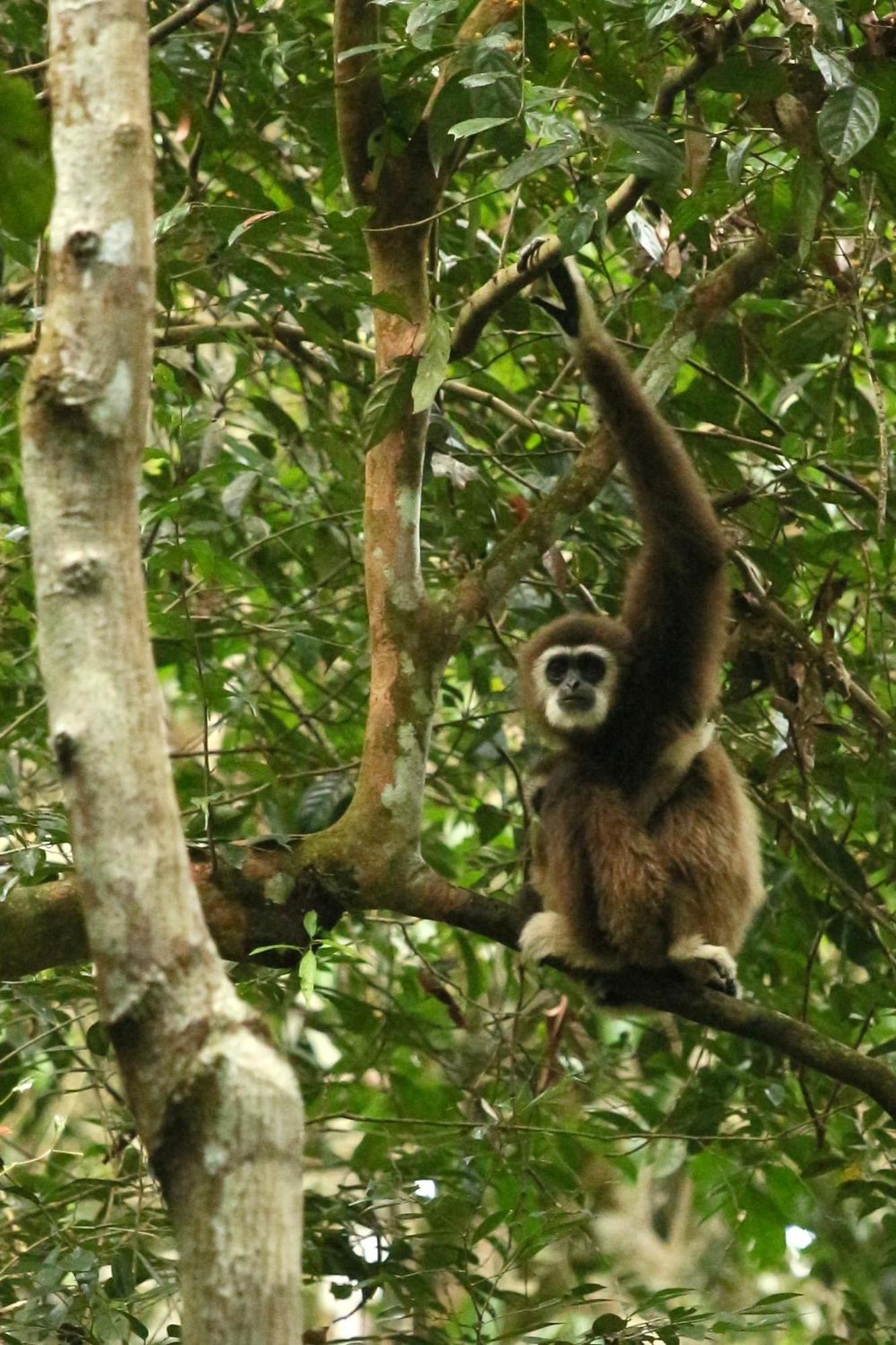 Magpie Homestay & Jungle Trekking Especially For Guest Trekking With Us Bukit Lawang Kültér fotó