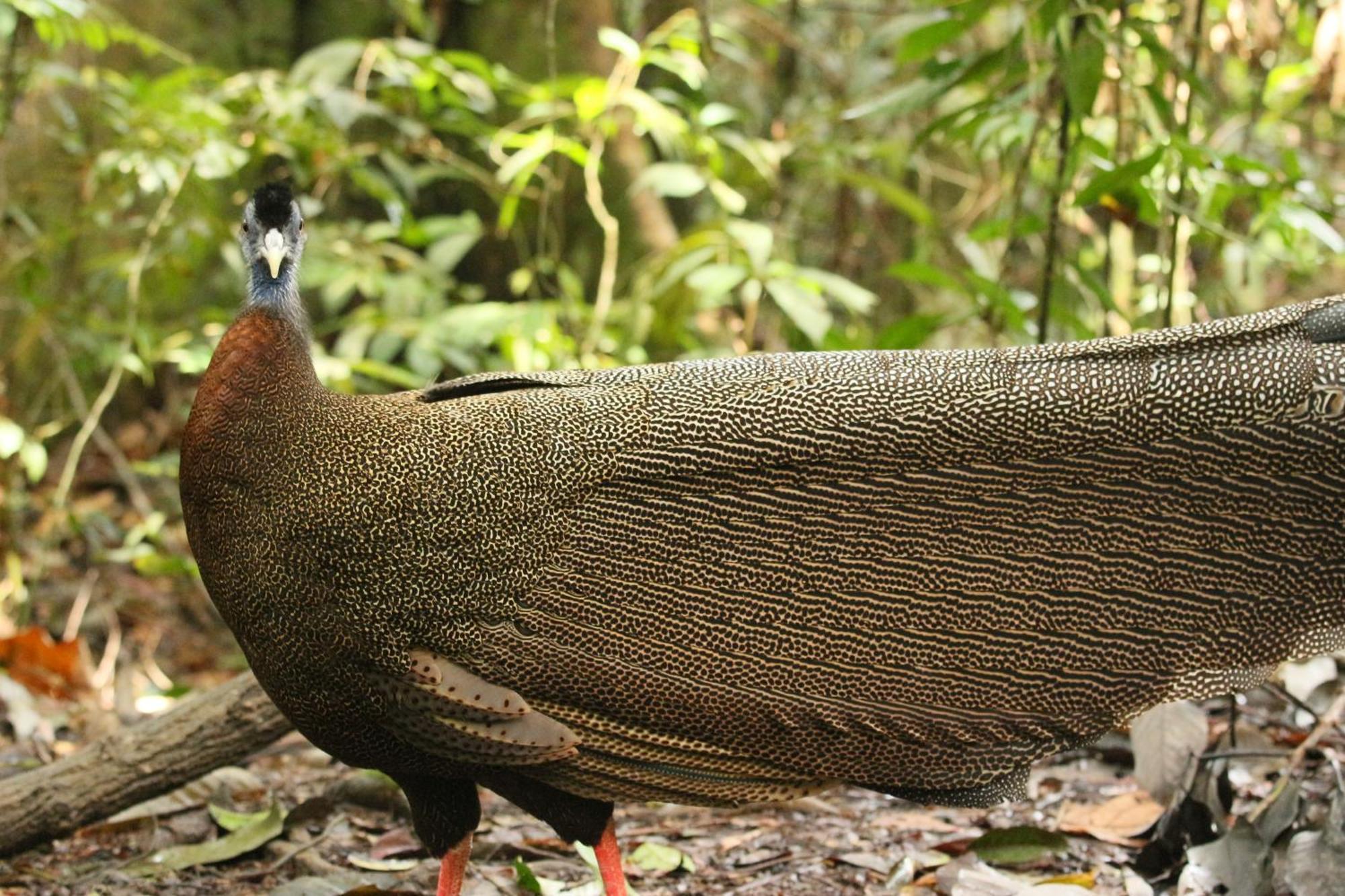 Magpie Homestay & Jungle Trekking Especially For Guest Trekking With Us Bukit Lawang Kültér fotó