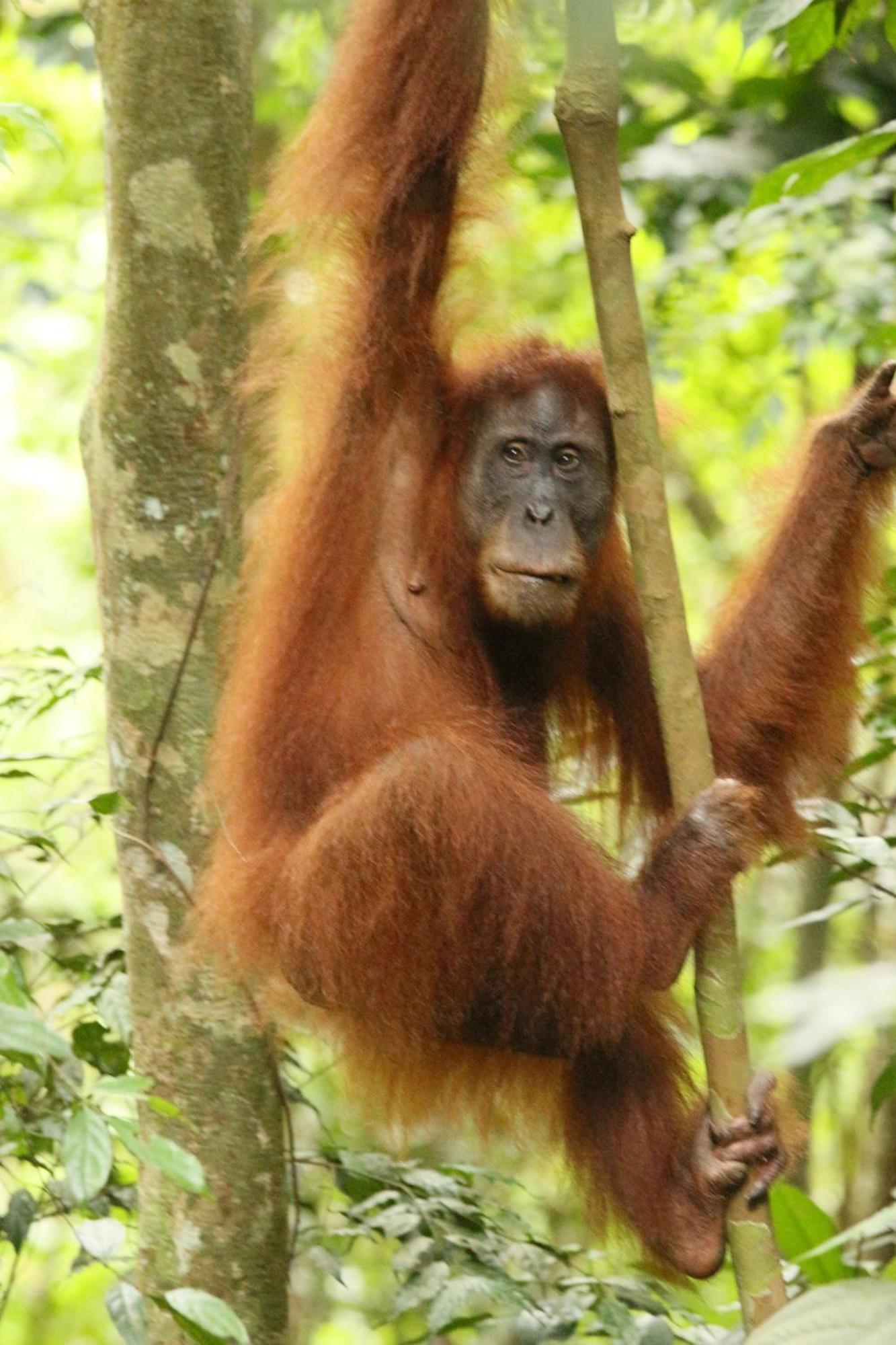Magpie Homestay & Jungle Trekking Especially For Guest Trekking With Us Bukit Lawang Kültér fotó