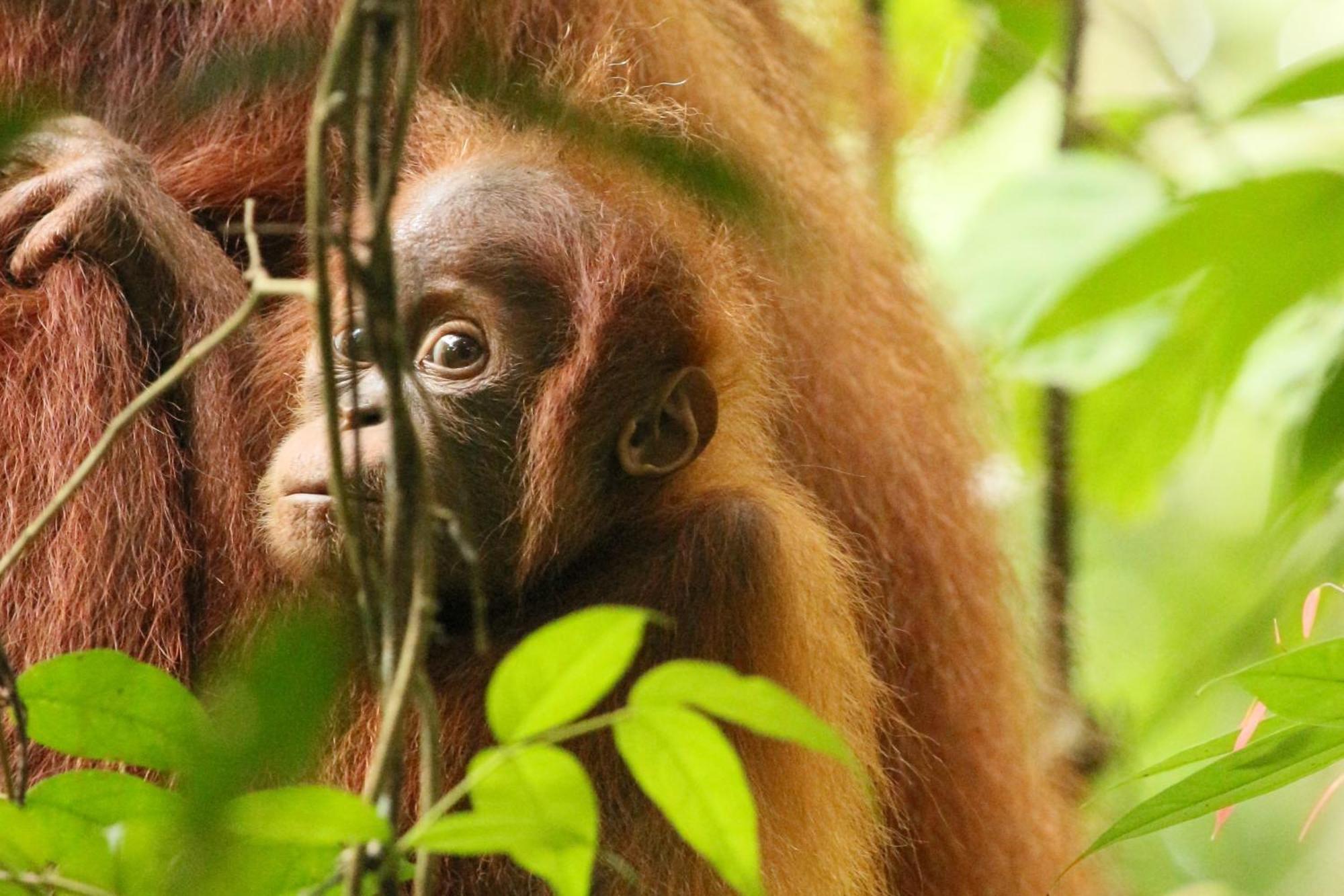 Magpie Homestay & Jungle Trekking Especially For Guest Trekking With Us Bukit Lawang Kültér fotó